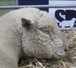Southdown, Sheep Event Malvern 2016