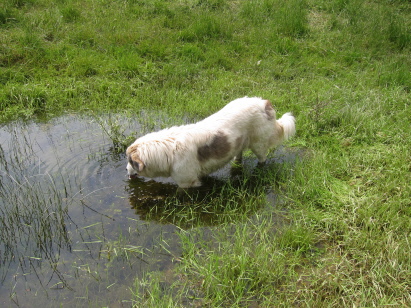 Herdenschutzhund trinkt am Teich