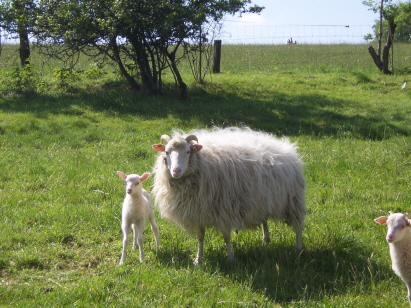 Mutterschaf Weiße Gehörnte Heidschnucke mit noch sehr jungem Lamm
